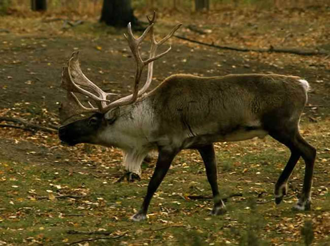 Mega proyecto minero chino amenaza a los alces en Canadá