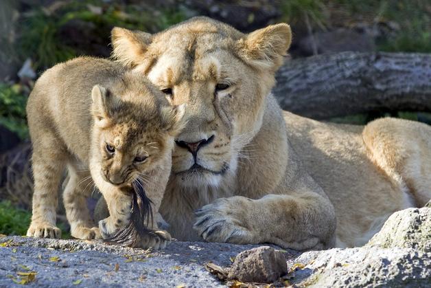 África se queda sin leones