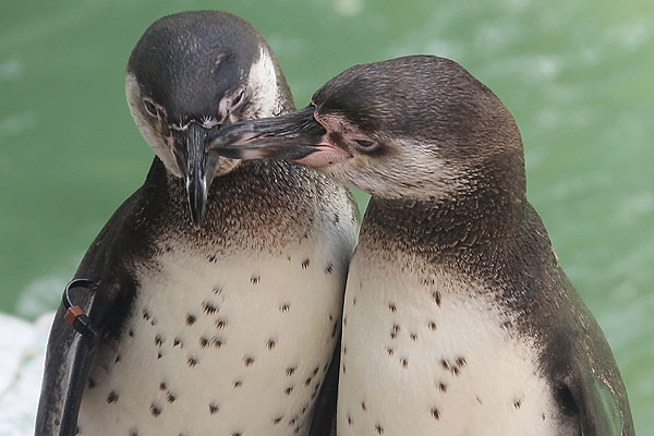 Pingüinos de Humboldt, amenazados de extinción en Chile y Perú