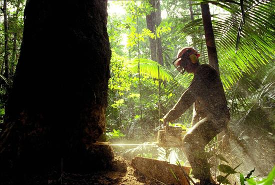 Gobierno aprueba reglamento y activa pago de multas por deforestación ilegal de 4 MM de has de tierra