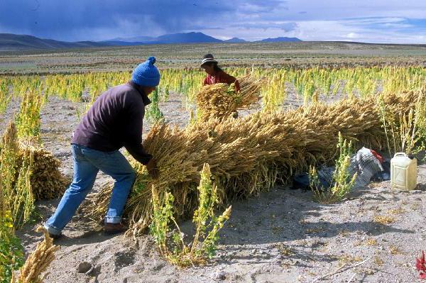 ONU: Bolivia es uno de los países que menos contamina y que más sufre por el cambio climático