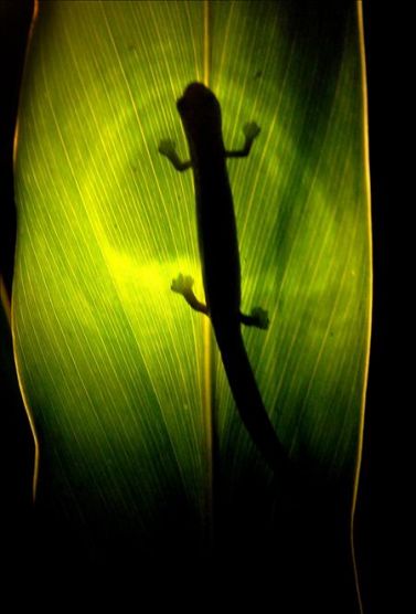 Plantas y animales podrían morir en el 2080