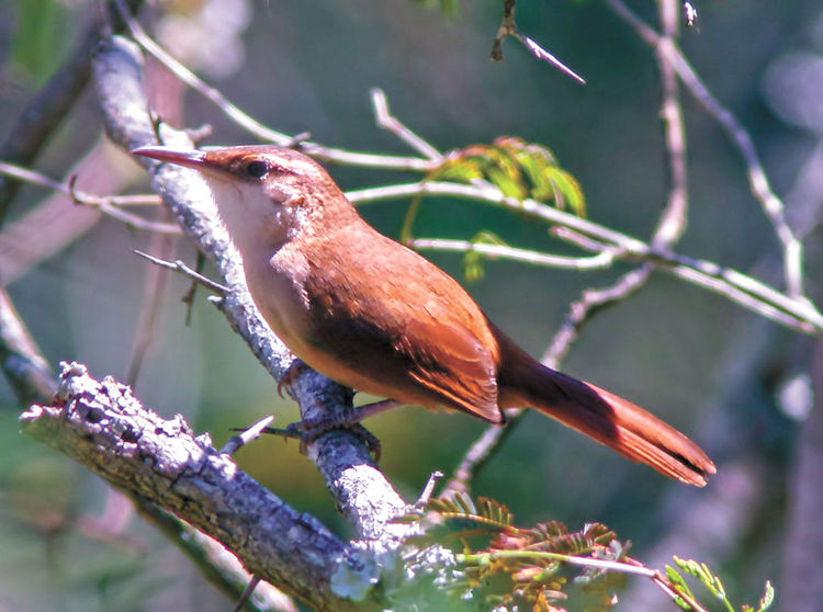 Inician el tratamiento para la ley integral sobre animales y fauna