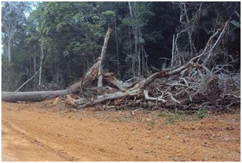 Desastre ambiental en Bolivia; Pando aumentará su deforestación hasta un 40%