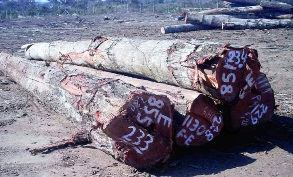 Provincia Velasco se beneficia con Planes de Manejo Forestal