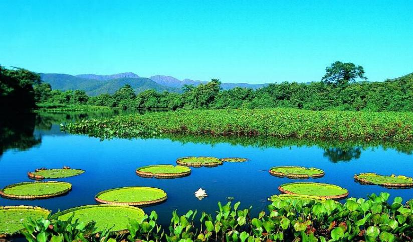 Buscan Planes para enfrentar cambio climático en el pantanal