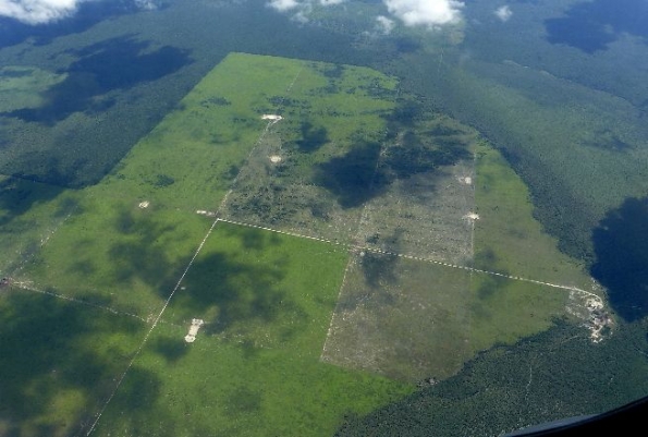 Cada hora se deforestan 82 hectáreas en el Gran Chaco