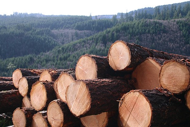 La paradoja de quemar árboles para proteger al medio ambiente