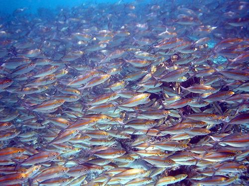 Aumenta nivel de mercurio en alta mar y afecta a los peces