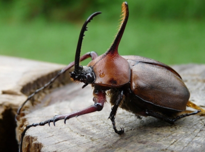 Insectos que se alimentan de raíces amenazan a los sumideros de carbono