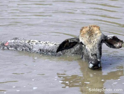 Animales silvestres del Beni mueren por inundaciones