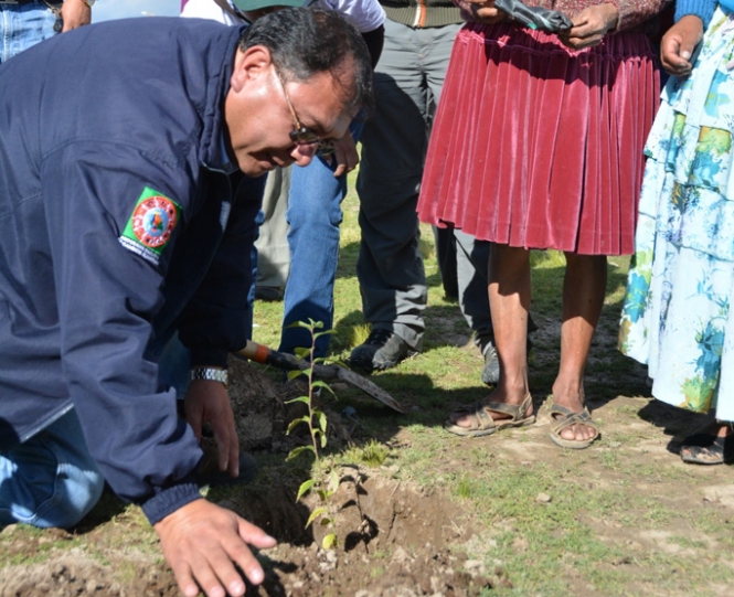 Ministerio de Medio Ambiente y Agua plantó 278.000 arbolitos en Oruro