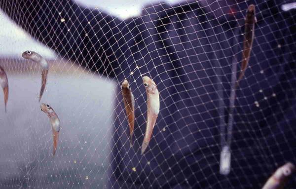 Cuatro especies de peces están en peligro de extinción en el lago Titicaca