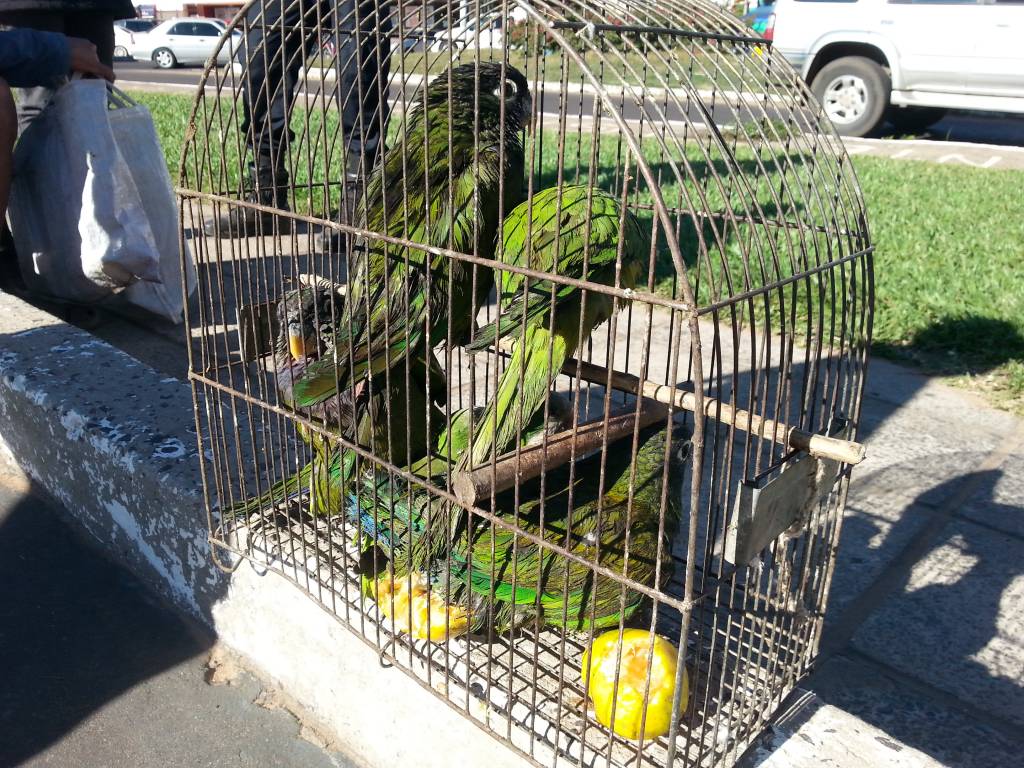 Mascotas prohibidas