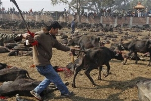 Campaña internacional contra el mayor sacrificio de animales del mundo