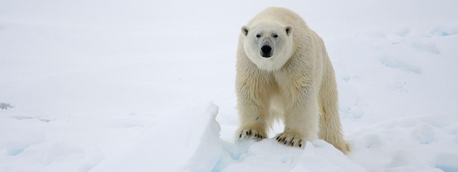 Dos tercios de osos polares se podrían extinguir hacia 2050