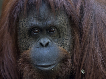 Orangután hembra es sujeta de derechos; podría ser liberada