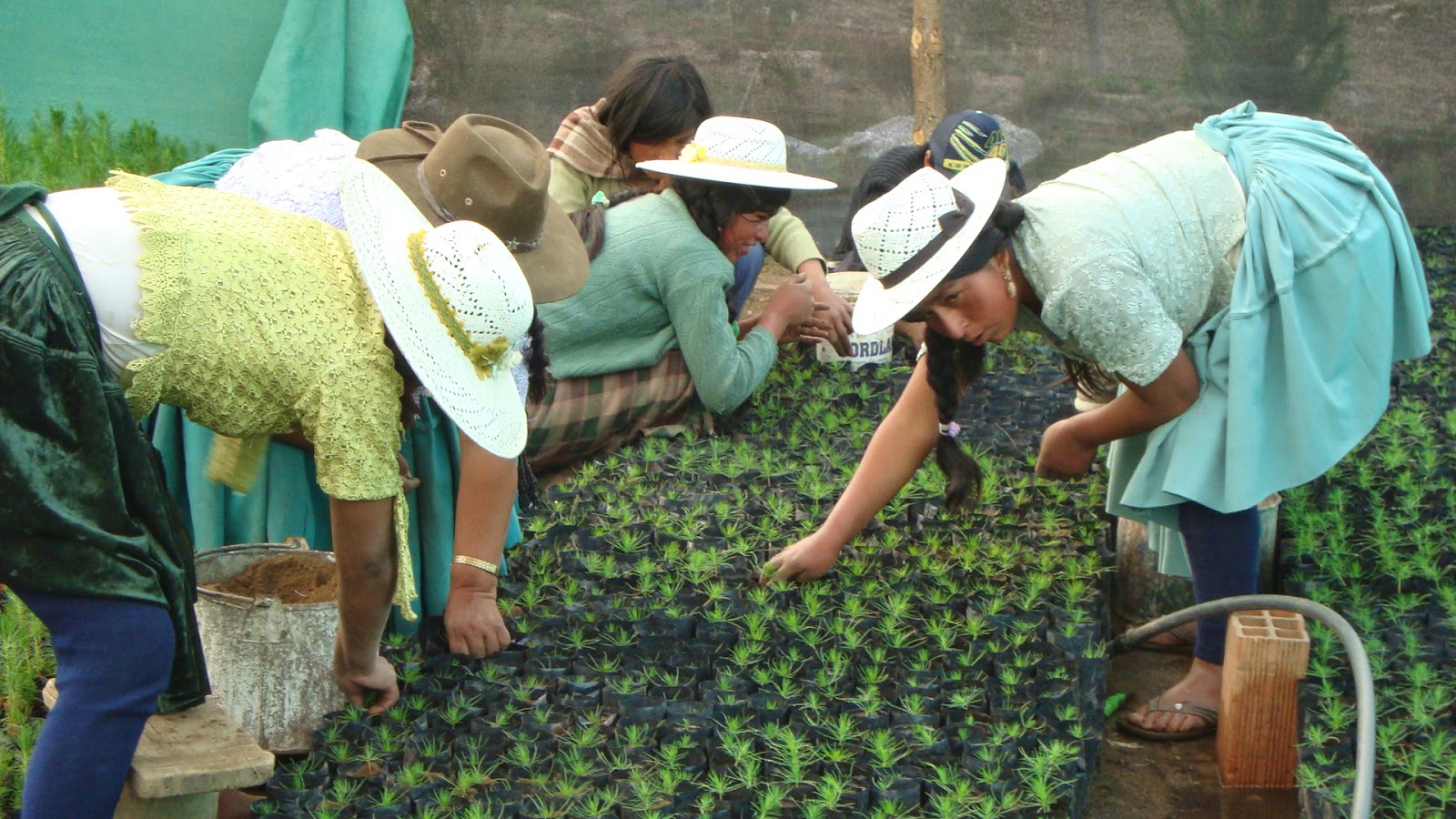 Asignan Bs 20 millones al Programa Nacional de Forestación y Reforestación