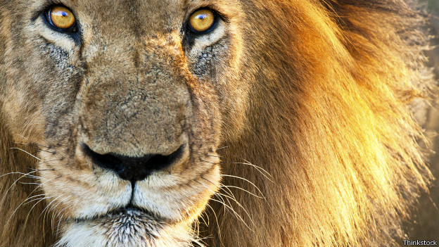 La verdadera historia de los leones escrita en sus genes | Vivens Consulting