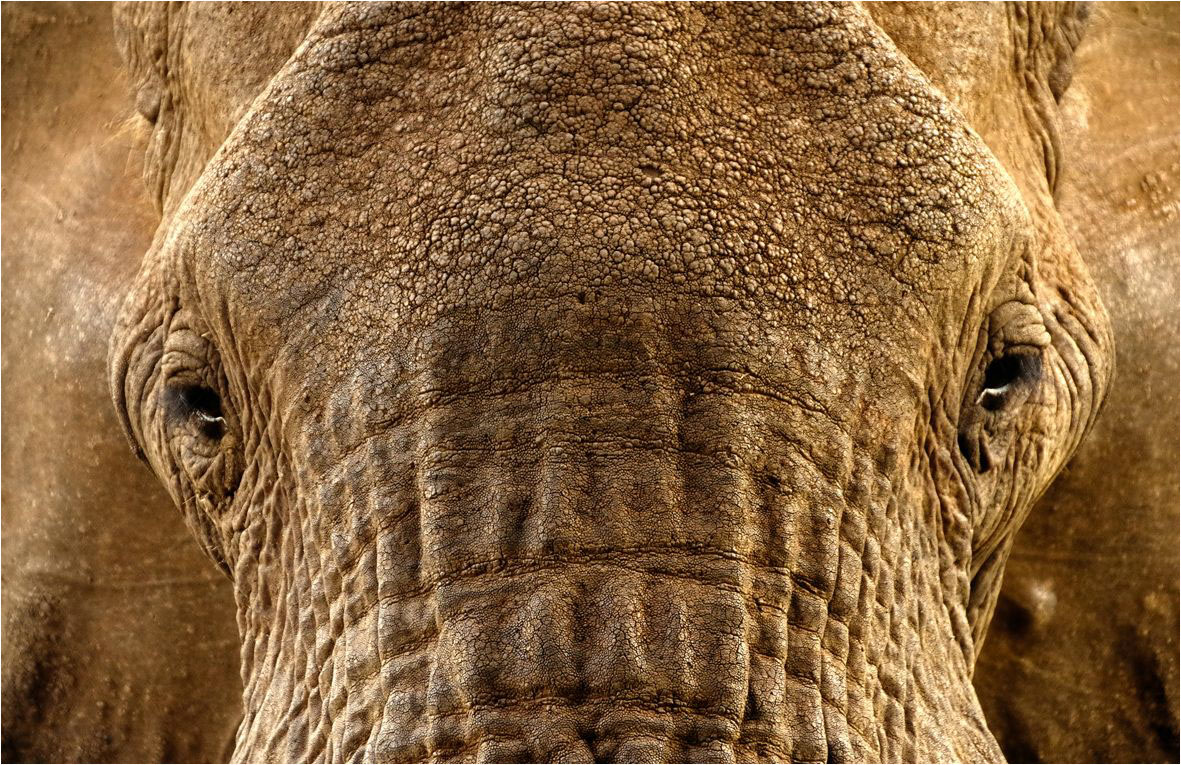 El elefante «podría extinguirse» en África para 2025 Vivens Consulting